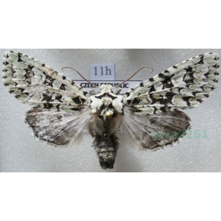 Dichonia aprilina (Linnaeus, 1758) Ochybnica runiówka Czech11h